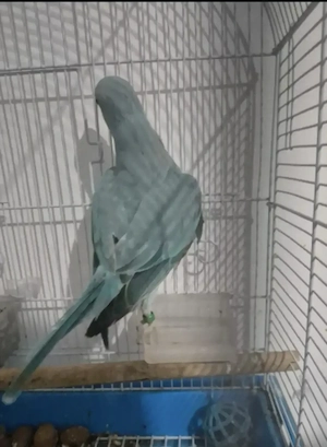 Papagal Micul alexandru  - imagine 3