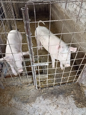 De vânzare Porci - imagine 5