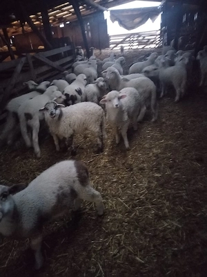 vand miei  - imagine 3