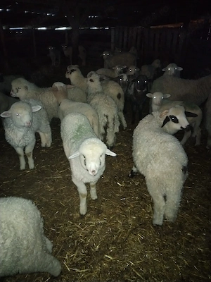 vand miei  - imagine 2