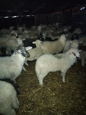 vand miei  - imagine 4