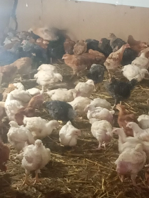 Pui de vanzare Porumbac,Kabir,si de carne Focsani - imagine 4