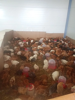 Pui de vanzare Porumbac,Kabir,si de carne Focsani - imagine 5