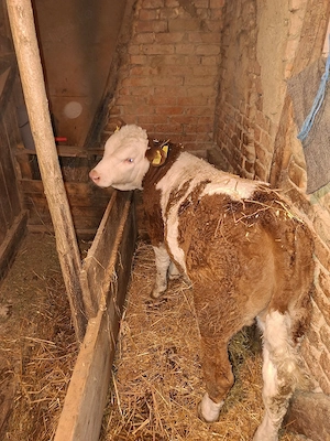 vitel de vanzare  - imagine 3