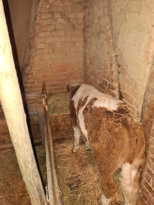 vitel de vanzare  - imagine 2