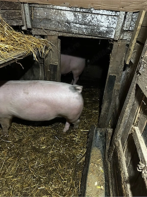 porc de vanzare  - imagine 5