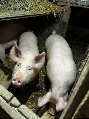 porc de vanzare  - imagine 3