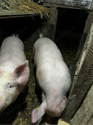 porc de vanzare  - imagine 4