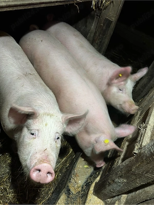 porc de vanzare  - imagine 2