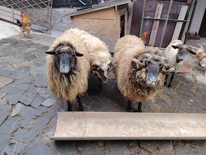 Berbec de vânzare  - imagine 2