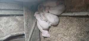 vând scrofite , 30 35 kg    - imagine 5