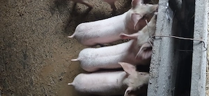 vând scrofite , 30 35 kg    - imagine 3