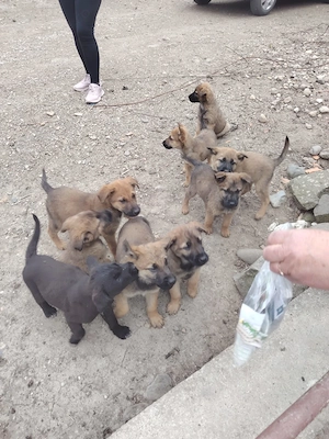 Vând pui foarte inteligenti din mama malinois belgian și tata Ciobanesc german 