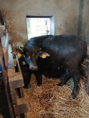 Vând vitel de bivol.