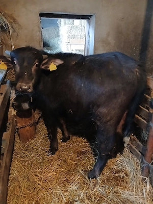 Vând vitel de bivol.