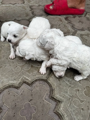 de vînzare - imagine 5