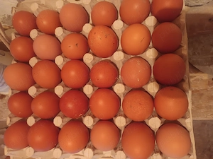 Oua de casa pt consum