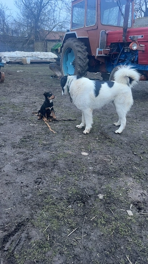 Vând Ciobănesc  - imagine 2