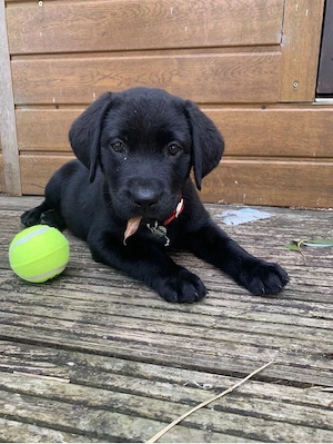 Labrador Retriver 