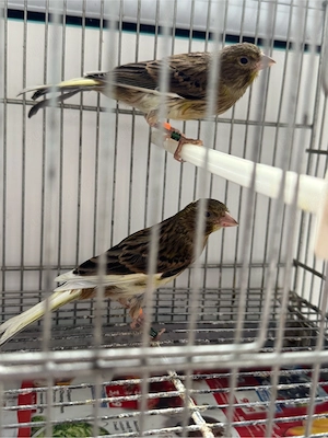 Puii canar rasa orpheus 