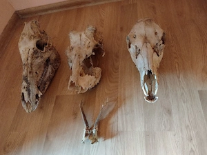 vand 3 cr originale si pereche corn capr