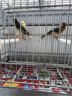 Puii canar rasa orpheus  - imagine 5