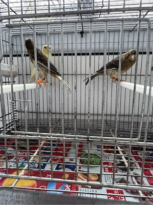 Puii canar rasa orpheus  - imagine 4