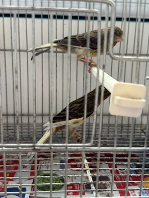 Puii canar rasa orpheus  - imagine 2