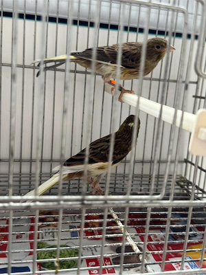 Puii canar rasa orpheus  - imagine 3