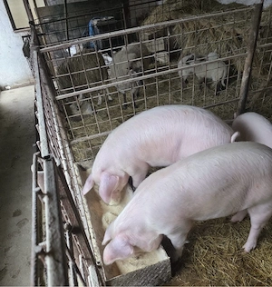 Porci de vanzare