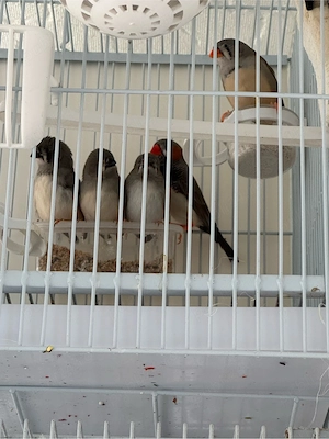 o pereche de zebre si puii - imagine 2