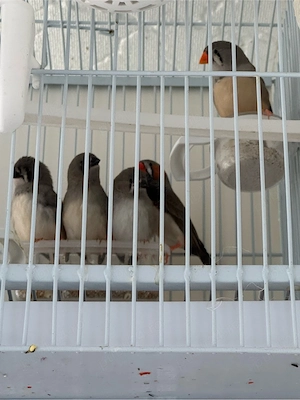 o pereche de zebre si puii - imagine 3