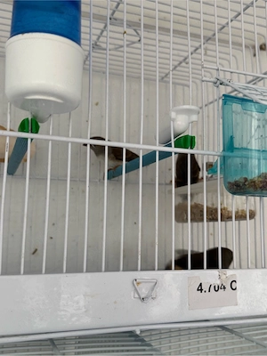 o pereche de zebre si puii