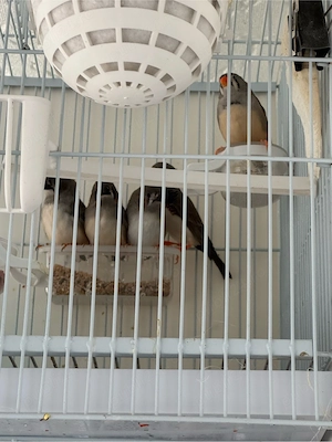 o pereche de zebre si puii - imagine 4