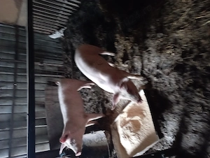 De vânzare purcei de carne  - imagine 4