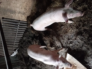 De vânzare purcei de carne 