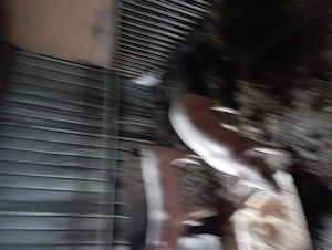 De vânzare purcei de carne  - imagine 3