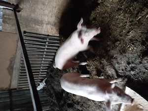 De vânzare purcei de carne  - imagine 2