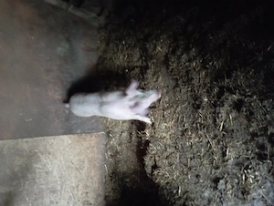 De vânzare purcei de carne  - imagine 5