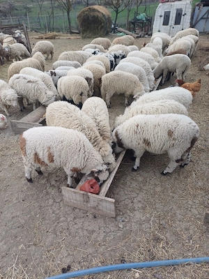 Miei de vanzare - imagine 3