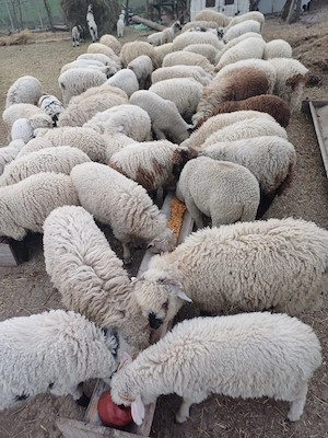 Miei de vanzare - imagine 2