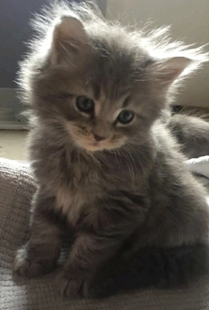 Siberiană de Pădure  - imagine 2