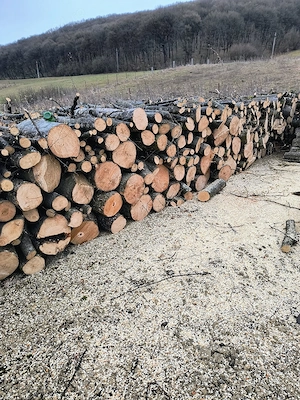 Vand lemne de foc esenta tare transport la domiciliu  - imagine 4