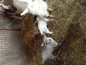 De vânzare două capre  - imagine 2