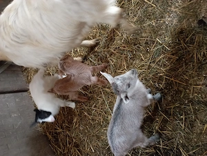 De vânzare două capre 