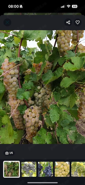 butasi de vita de vie de anul 2 și de anul 3