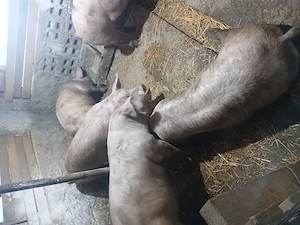 Porci de carne 135 145kg. 12 lei kg