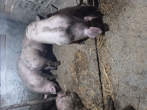 Porci de carne 135 145kg. 12 lei kg - imagine 2