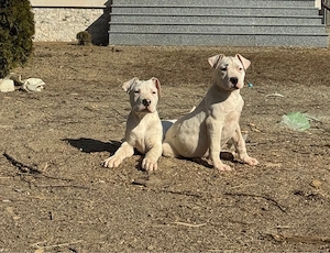 Disponibil Femela Dog Argentinian