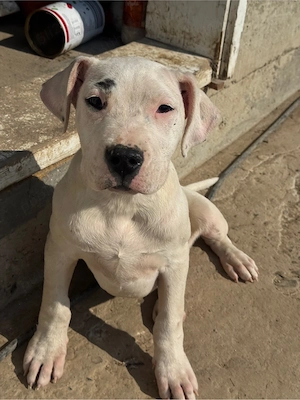 Disponibil Femela Dog Argentinian - imagine 2